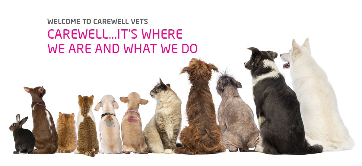 carewell vets