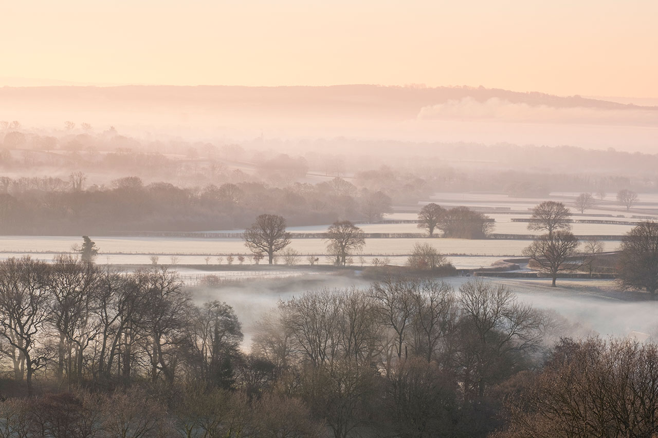 ashdown forest misty trees