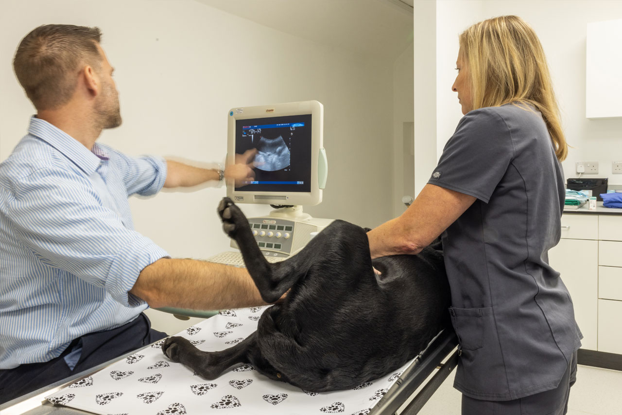 carewell vets scanning a dog